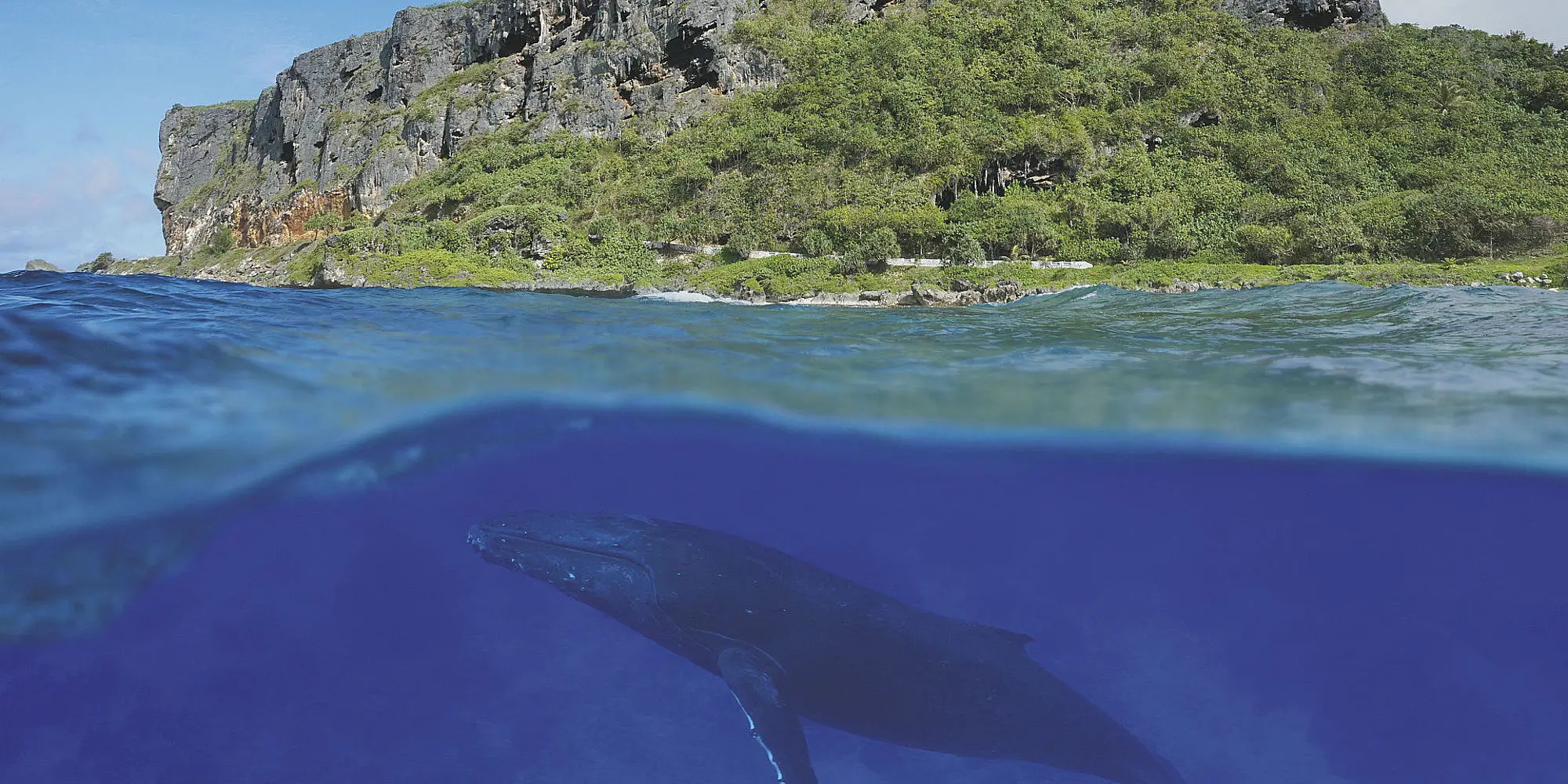 Whale Watching in de Zuidzee